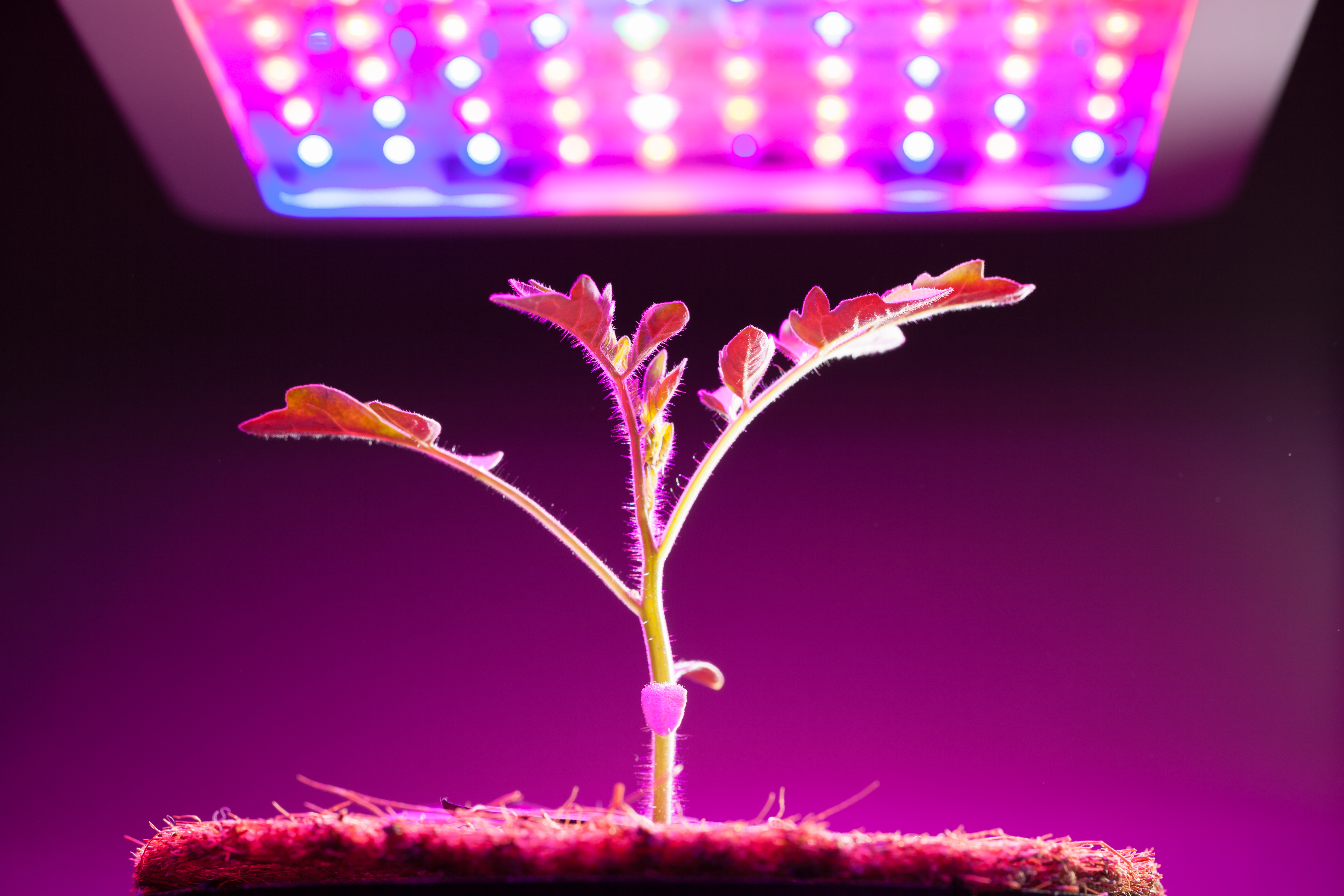 Led grow plant. Фитолампа led grow Light. Фитолампа Гелиос-36. Фитолампа для растений par30 led grow Light.